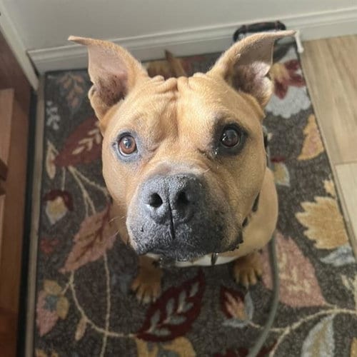 Photo of Chili, adoptable American Staffordshire Terrier in Camarillo, California