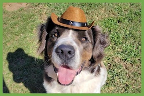 Photo of George, adoptable Great Pyrenees in Amherst, Massachusetts