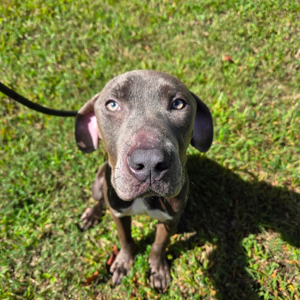 Photo of Dillon, adoptable Terrier, Pit Bull in Greensboro, North Carolina