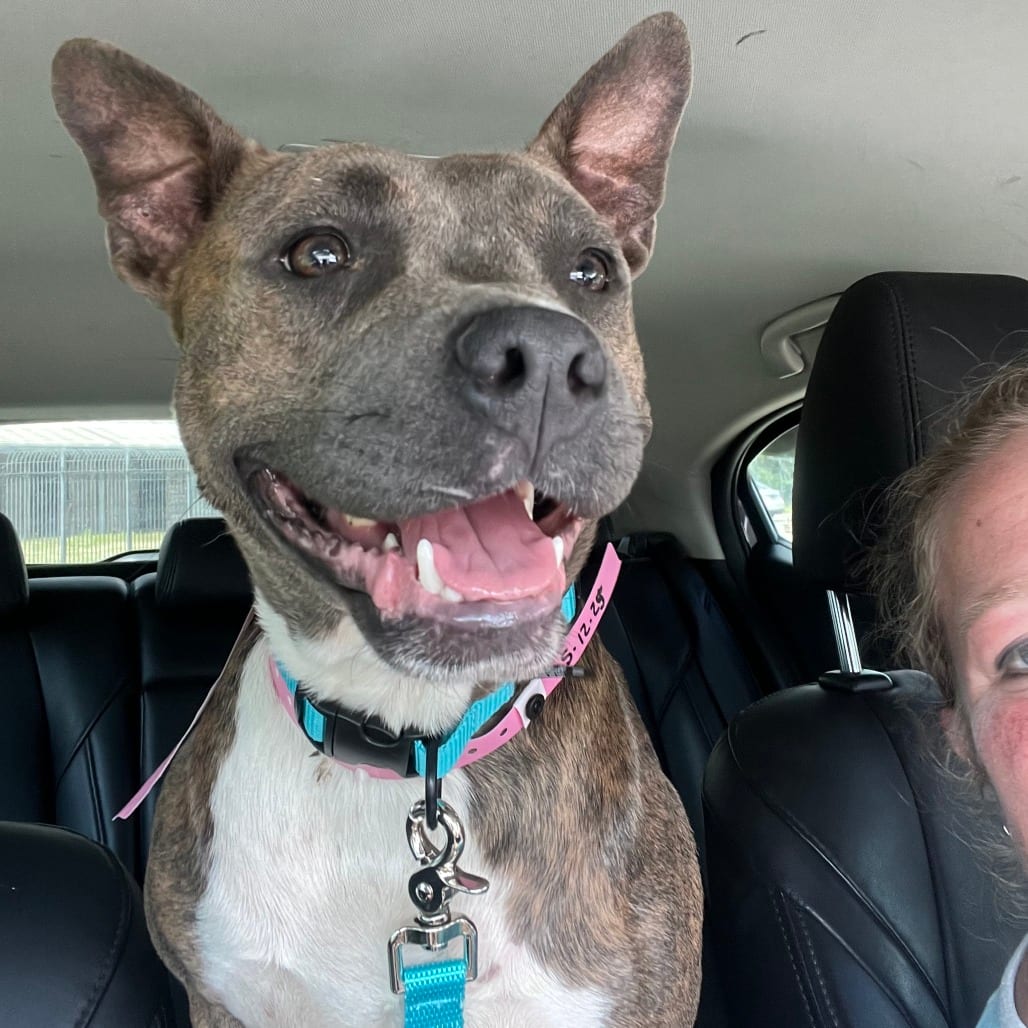 Photo of Venus, adoptable Mixed Breed (Medium)