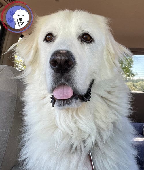 Photo of Bianca, adoptable Great Pyrenees in Spring, Texas