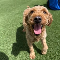 Photo of Shawtie Mae 2308 + 7879, adoptable Golden Retriever Poodle (Miniature) in Loxahatchee, Florida