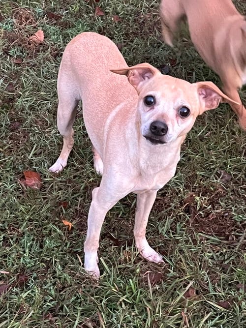 Photo of Manny, adoptable Chihuahua in Holly Springs, North Carolina