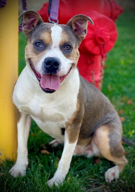 Photo of Petey, adoptable Pit Bull Terrier in San Andreas, California