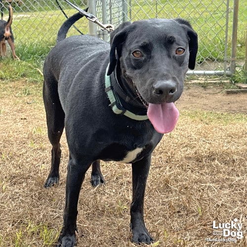 Photo of Coraline, adoptable Labrador Retriever in Washington, District of Columbia