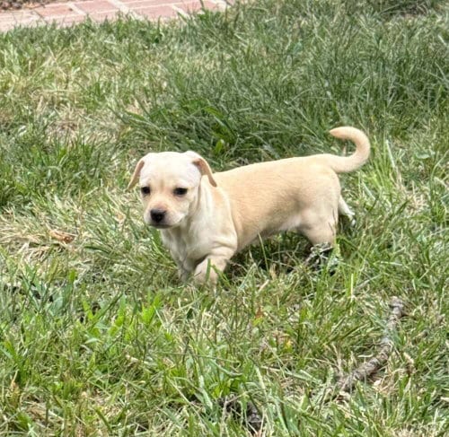 Photo of Cookie (AL), adoptable Chihuahua in New York, New York