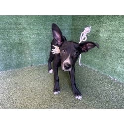 Photo of Jillian, adoptable Labrador Retriever in Lancaster, California