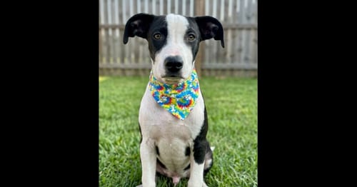 Photo of Tommy, adoptable Jack Russell Terrier in Grovertown, Indiana