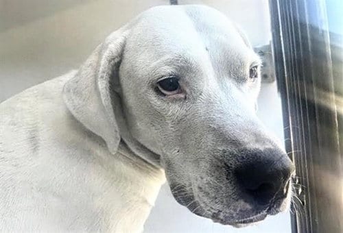 Photo of Pup F, adoptable Labrador Retriever in Houston, Texas