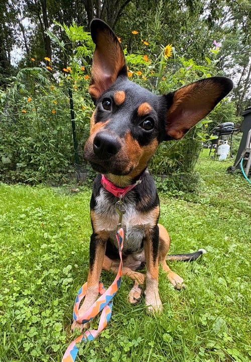 Photo of Zeppelin (Rock Star Litter), adoptable German Shepherd Dog in Brewster, New York
