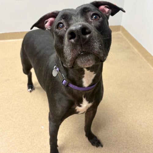 Photo of Athena, adoptable Pit Bull Terrier in Aurora, Colorado
