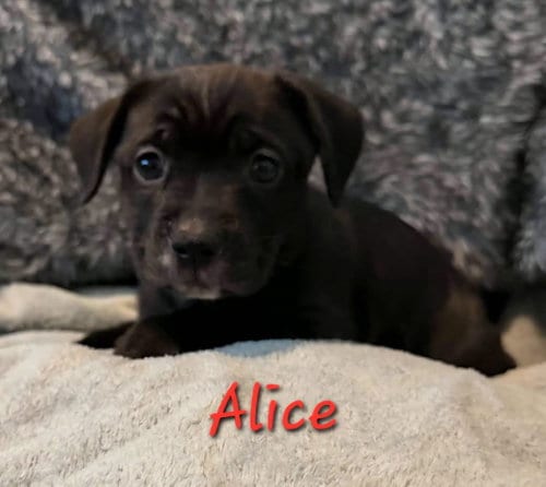 Photo of Alice, adoptable Beagle in Anchorage, Alaska