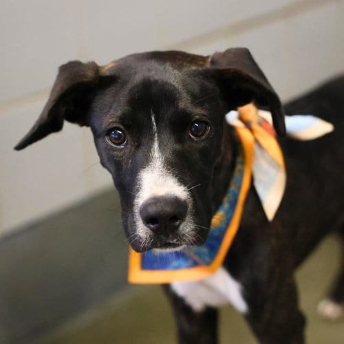 Photo of Asparagus, adoptable American Staffordshire Terrier in San Antonio, Texas