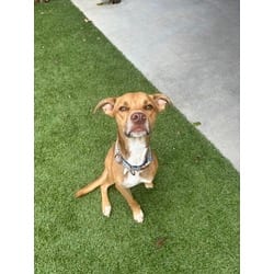 Photo of Dallas, adoptable Mixed Breed (Medium) in Baton Rouge, Louisiana