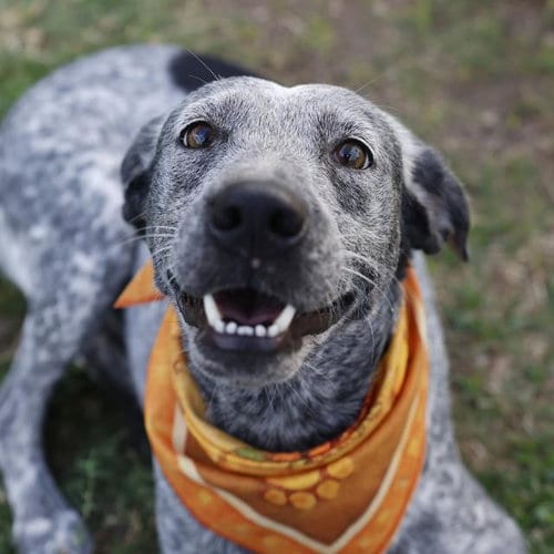 Photo of Kate, adoptable Terrier in San Antonio, Texas