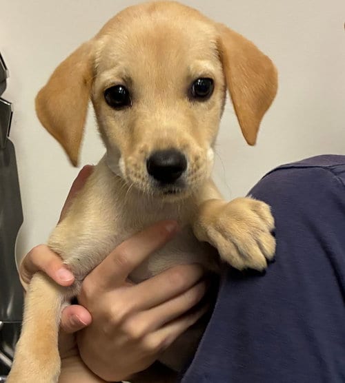 Photo of Webb, adoptable Unknown breed in Rancho Santa Fe, California