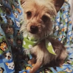 Photo of Lucas, adoptable Chihuahua Jack Russell Terrier in Gretna, Florida