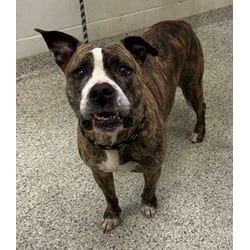 Photo of Trudy, adoptable American Pit Bull Terrier in Kansas City, Missouri