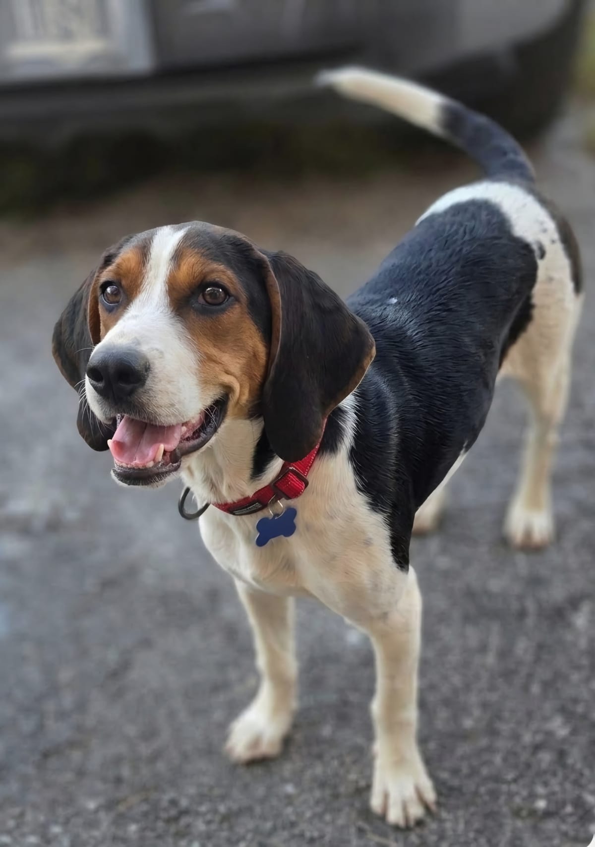 Photo of Chief, adoptable Treeing Walker Coonhound / Bluetick Coonhound in Tulsa, Oklahoma