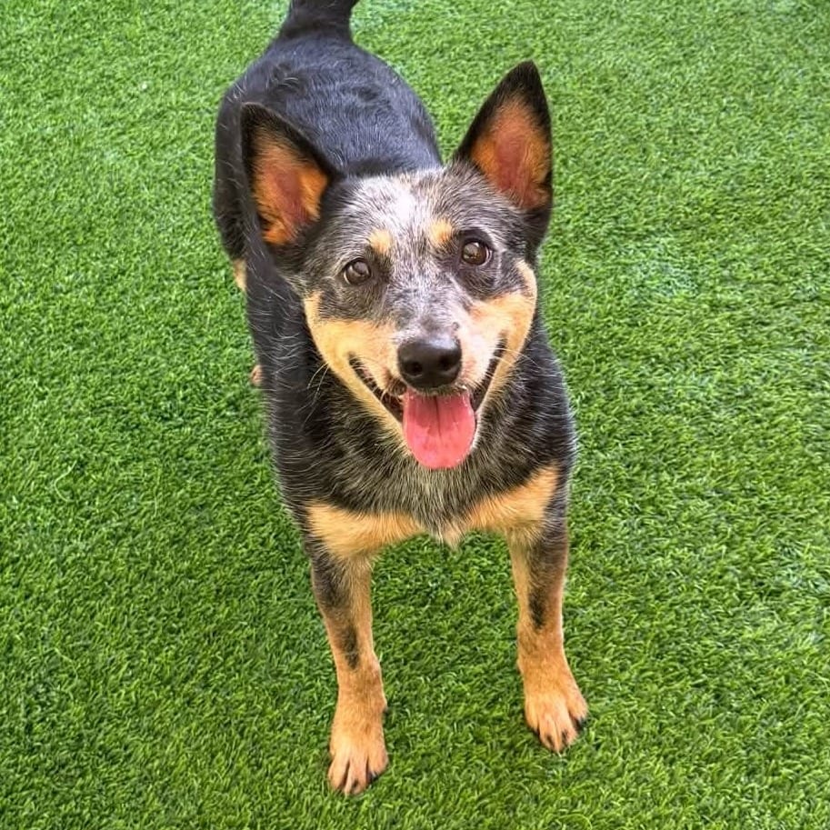 Photo of Mouse, adoptable American Blue Heeler in Whitestone, New York