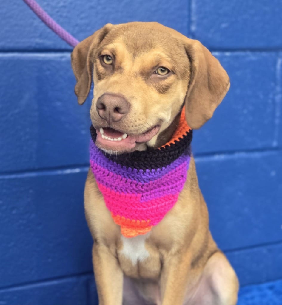Photo of Chong (Cx2), adoptable Labrador Retriever in Hartsville, South Carolina
