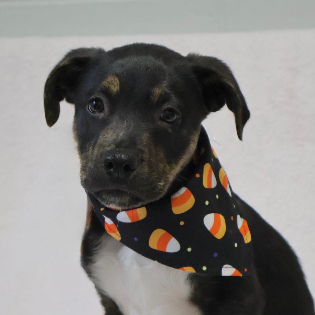 Photo of Egret, adoptable Mixed Breed (Medium) in Brookfield, Wisconsin