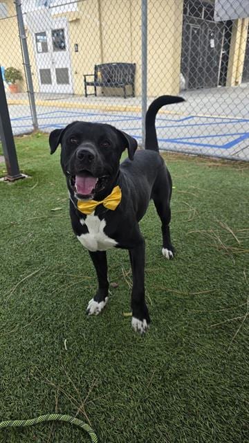 Photo of Oreo, adoptable Labrador Retriever in Downey, California