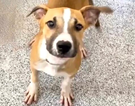 Photo of Millie, adoptable Beagle in Houston, Texas
