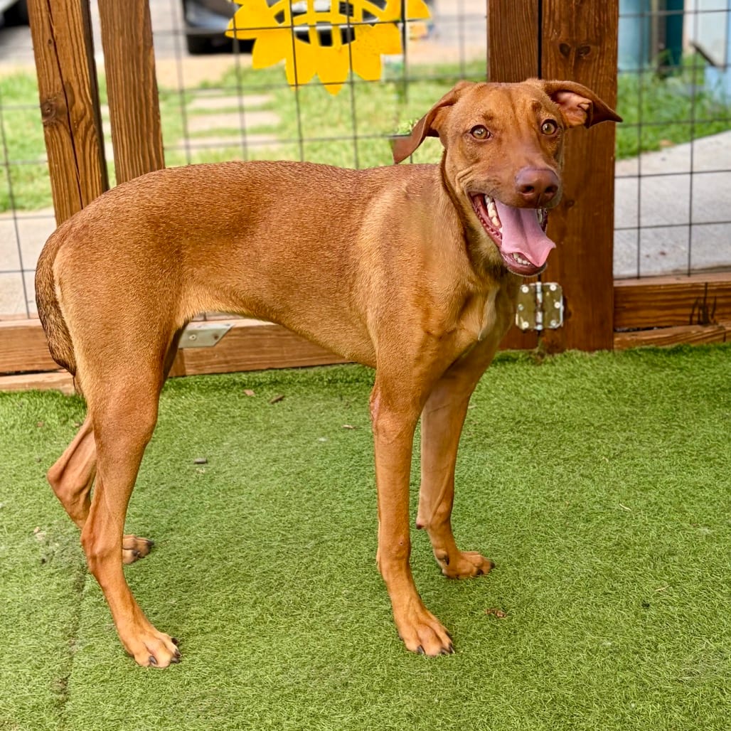 Photo of Bella 26-09-108, adoptable Vizsla / Mixed Breed (Medium) in Bastrop, Texas