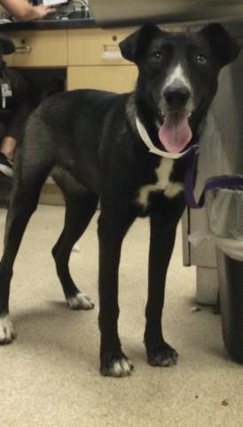 Photo of Sombra, adoptable Labrador Retriever in Riverside, California
