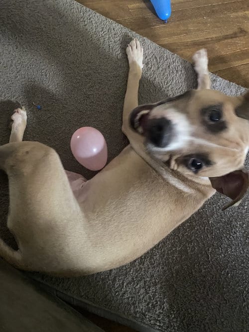 Photo of Spike, adoptable Terrier in Strongsville, Ohio