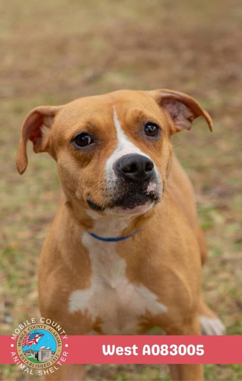 Photo of West, adoptable American Bulldog in Mobile, Alabama