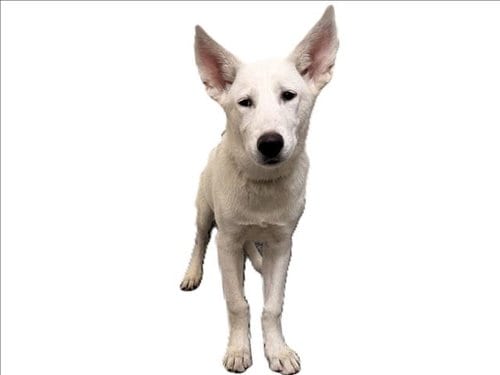 Photo of Kiara, adoptable Siberian Husky in Los Angeles, California