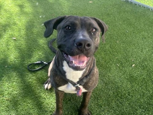 Photo of Ginger, adoptable American Staffordshire Terrier in Los Angeles, California