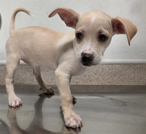 Photo of Lollie, adoptable Chihuahua in Bakersfield, California