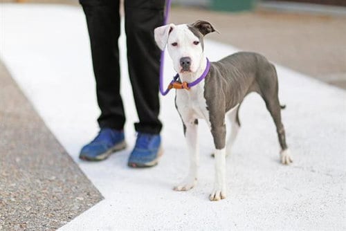 Photo of Mia, adoptable Pit Bull Terrier in Albuquerque, New Mexico