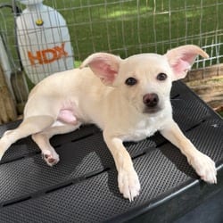 Photo of Merle 0684, adoptable Chihuahua Pointer in Loxahatchee, Florida