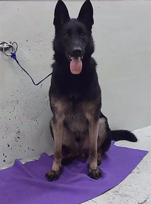 Photo of Balor, adoptable German Shepherd Dog in Houston, Texas
