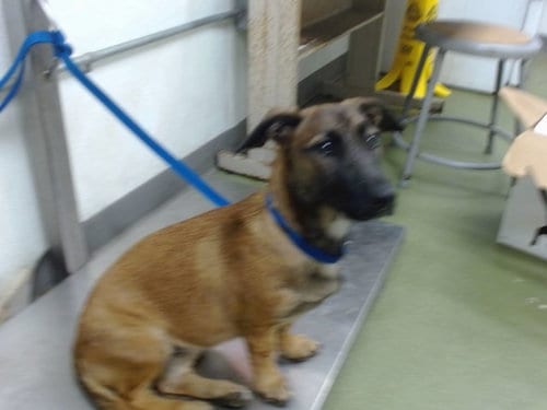 Photo of Pasta, adoptable Belgian Shepherd Malinois in San Bernardino, California