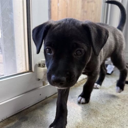 Photo of Molly, adoptable Pit Bull Terrier in Camarillo, California