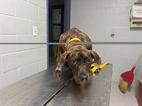 Photo of A228603, adoptable Pit Bull Terrier in Augusta, Georgia