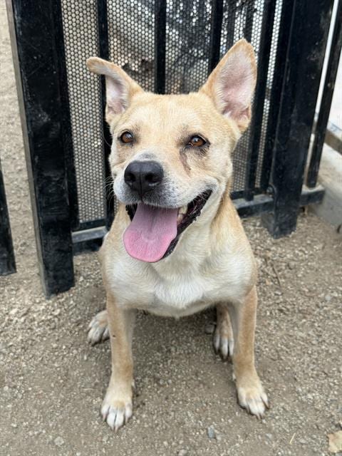 Photo of Jessie, adoptable German Shepherd Dog in Riverside, California
