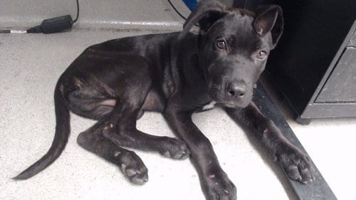 Photo of Dutch Crunch, adoptable Mastiff in San Francisco, California