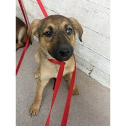 Photo of Moana, adoptable German Shepherd Dog in San Bernardino, California