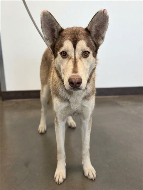Photo of Bella, adoptable Siberian Husky in Chatsworth, California