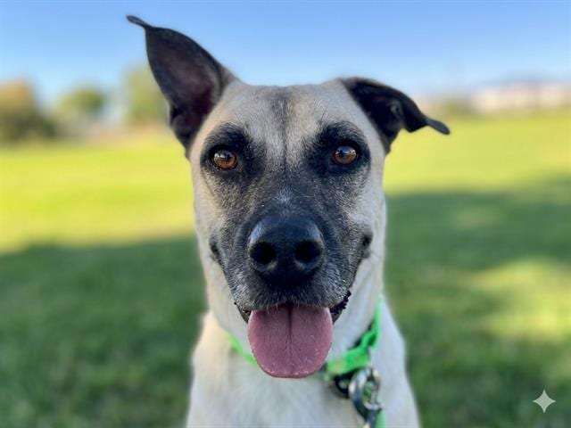 Photo of Juda, adoptable dog