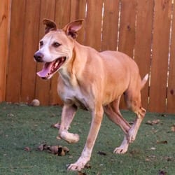 Photo of Arnold JuM, adoptable Golden Retriever Mixed Breed (Large) in Hartford, Connecticut