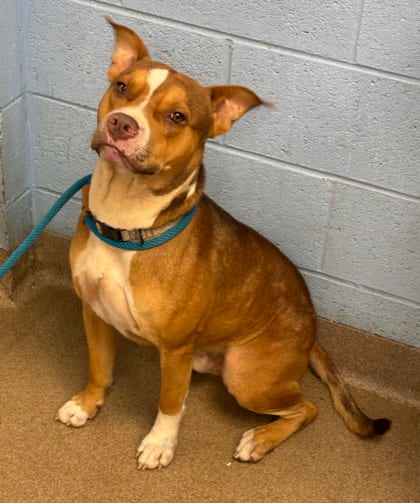 Photo of Esteban, adoptable dog in Chamblee, Georgia