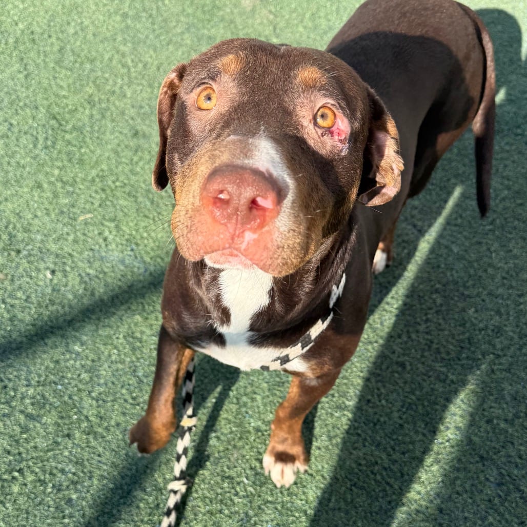 Photo of Shawn, adoptable dog