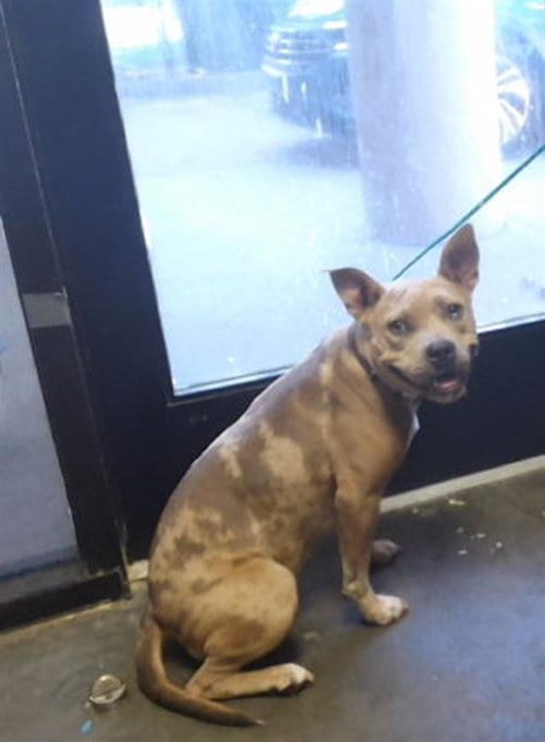 Photo of Sabrina, adoptable Pit Bull Terrier in Tulsa, Oklahoma